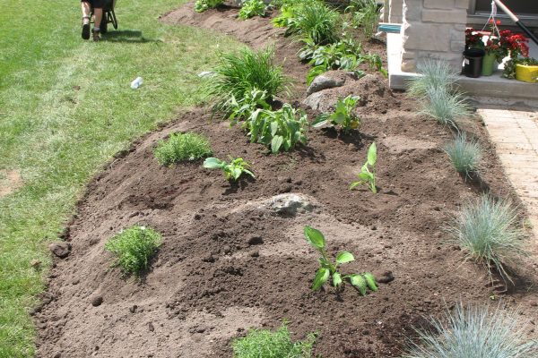 Good quality soil, healthy plants, finish with Cedar Mulch