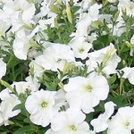 PetuniaWhiteRay