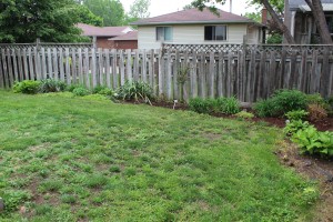 Brantford backyard Before